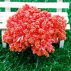 Étamines fleurs Gypsophila, rouge, 12 morceaux, Long 8,5cm