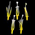 Tulip flower stamen, Plastic, Yellow, 5cm (approximate), 5 pieces