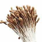 Matt bulb Stamens, brown, Matt (not shiny), 200 pieces (approximate)