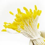 Fuzzy slim stamens, Mustard, 75 pieces (approximate), 6cm