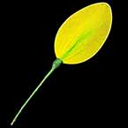 Nylon leaves for nylon flowers, wires and Nylon, green, 10.5cm x 3.8cm, 5 pieces